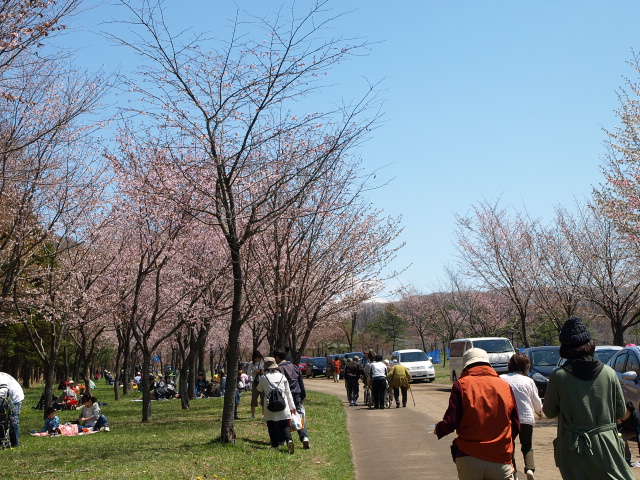 緑ヶ丘公園まつり ２０１６ ついでに あの桜も 苫小牧ブログ