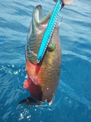 魚図鑑フエフキ系 その他 Pescador 釣り人 の日常 魚図鑑フエフキ系 その他 Pescador 釣り人 の日常