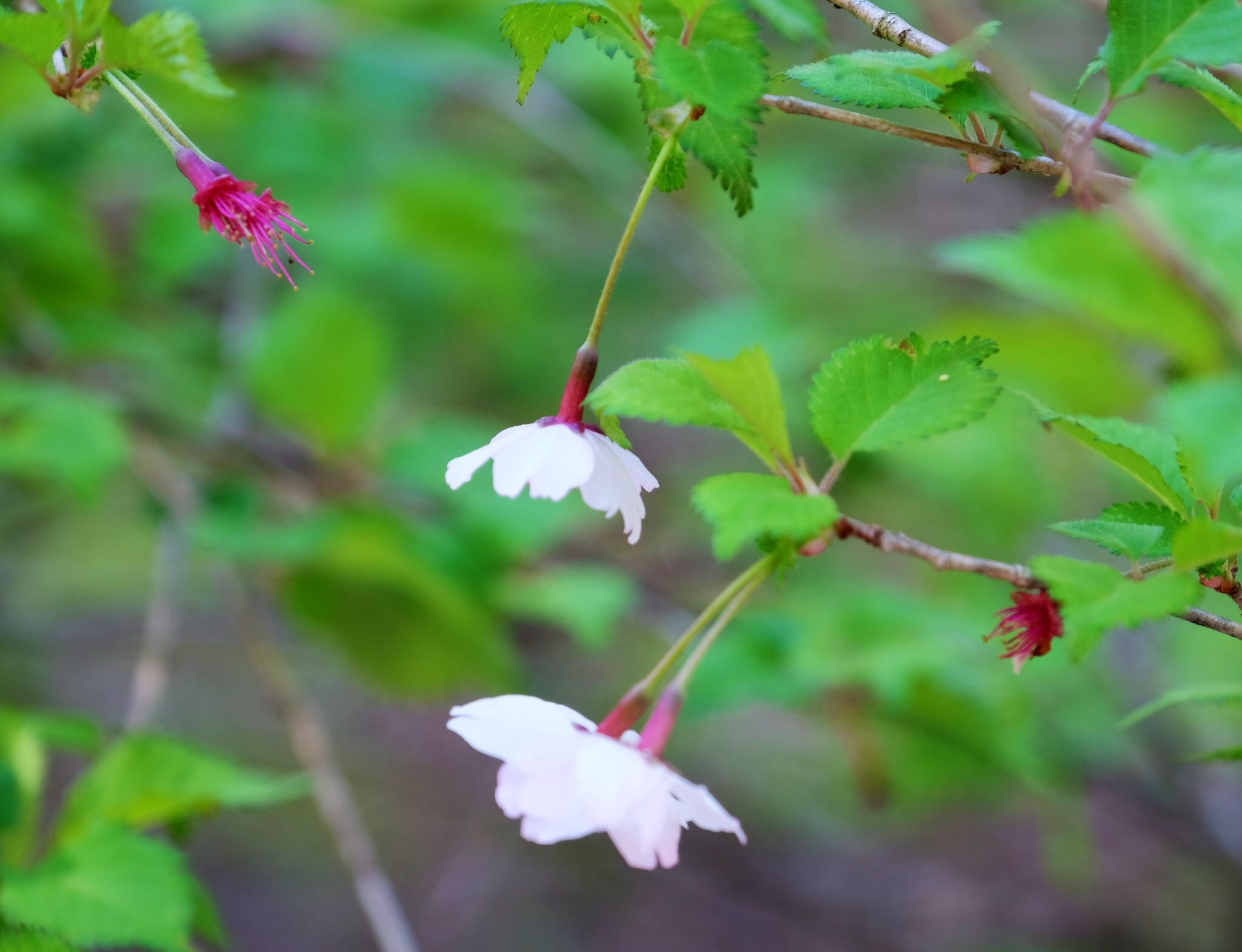 富士桜_a0335867_21392950.jpg