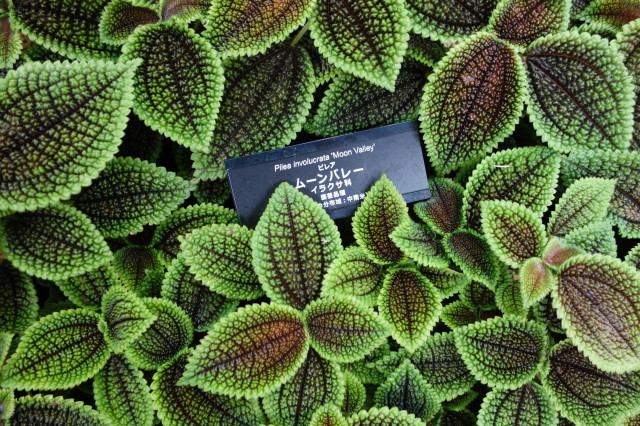 e0303769_15502725.jpg