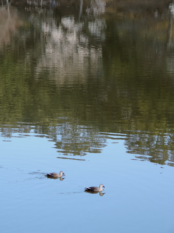 奈良そぞろ歩き：朝散歩・奈良公園_f0049074_06110847.jpg