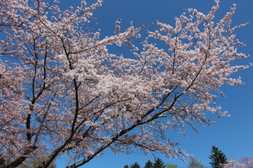 c0104378_12473493.jpg