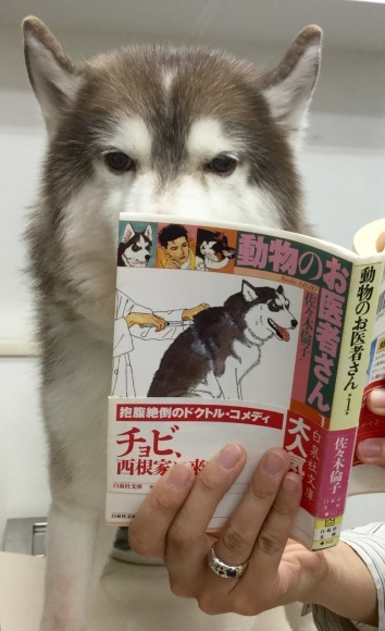 動物のお医者さん。_c0245679_18444031.jpeg