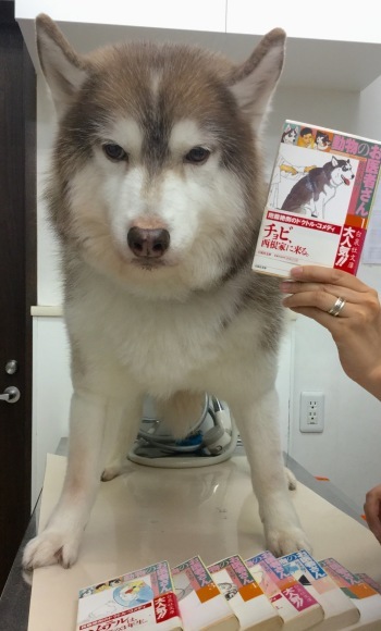 動物のお医者さん。_c0245679_18545717.jpeg