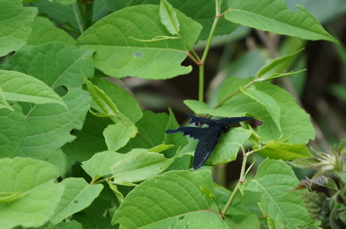 里山歩けば・・・（小さな生き物たち）_d0047885_20271477.jpg