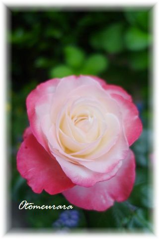 わが家の薔薇　2016_a0287486_16162151.jpg