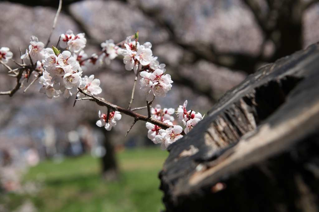 平岡公園の梅林は満開５月８日（日）_a0268292_1344248.jpg