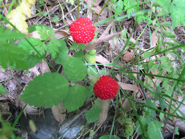 a0166196_17571.jpg