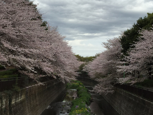 今年の地元の桜は〜〜_a0218499_1871874.jpg