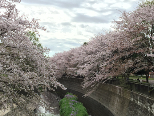 今年の地元の桜は〜〜_a0218499_1872256.jpg