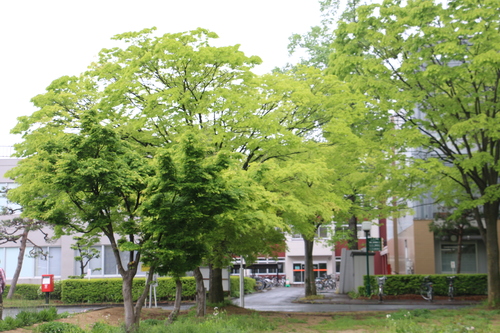 　雨の中のキャンパス、躑躅咲き始める　５月１０日　（立夏　次候）　蚯蚓出ずる・２_c0075701_14225482.jpg