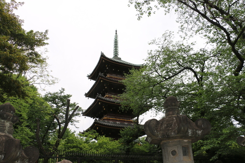 上野東照宮　ぼたん祭　２０１５．４．１１～５．１０・・・２９_c0075701_2382290.jpg