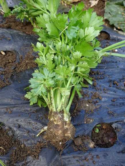 初めての野菜が収穫できました～！_c0369304_23263334.jpg