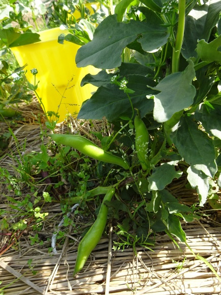 初めての野菜が収穫できました～！_c0369304_23323125.jpg