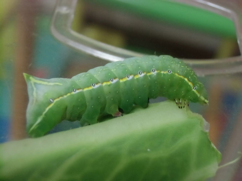 廊下を青虫が這っているところを見つけました 昆虫ブログ むし探検広場