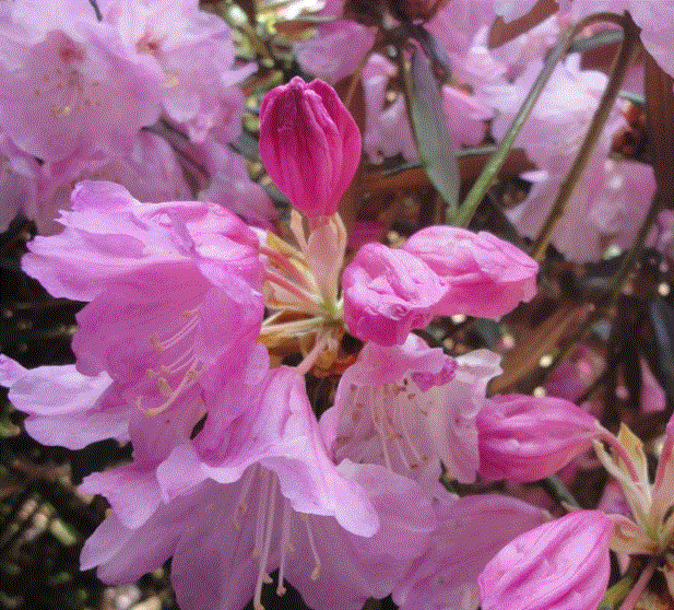 f0231709_7574072.gif
