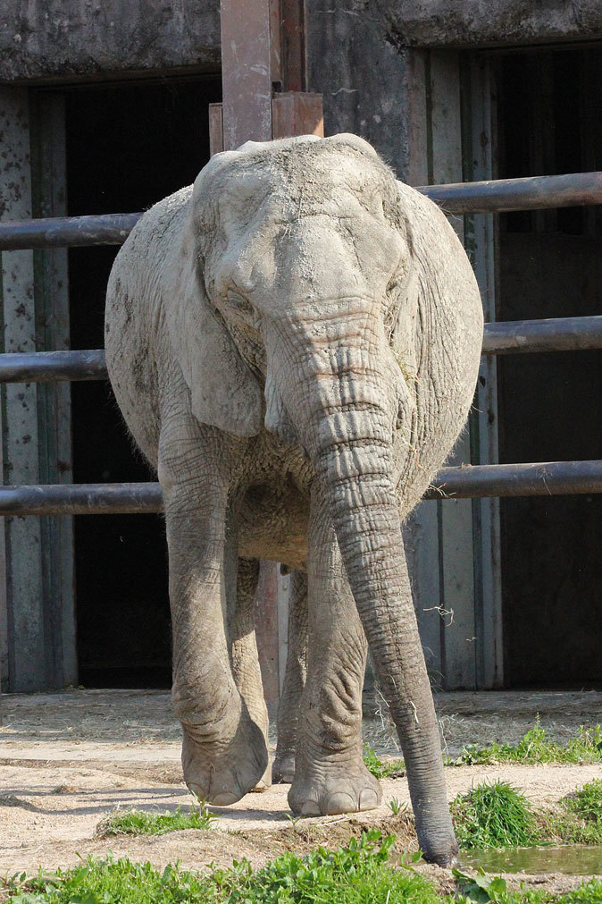 東武動物公園 アフリカゾウ きょうこ あい 続々 動物園ありマス