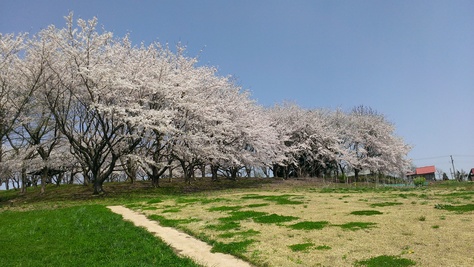 桜を見てきました_d0223119_10505842.jpg