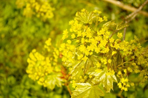 イタヤカエデ- 春を告げるまぶしい黄緑の花_e0114020_16250383.jpg