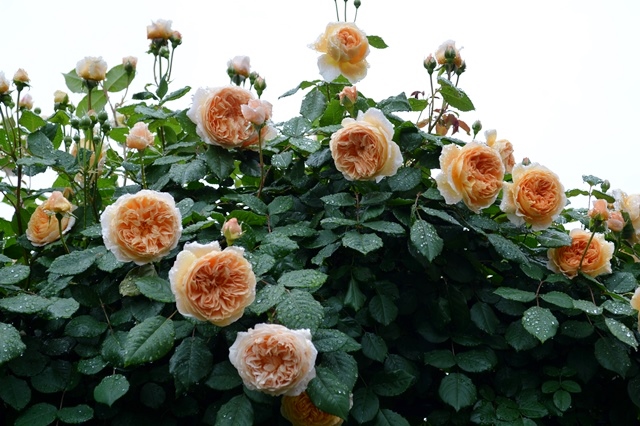 雨のクラウン プリンセス マルガリータやメアリー ローズなどなど Doriのお気に入り