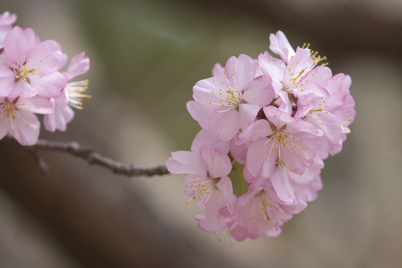 今年一番美しいと思った桜　２_e0001123_23535571.jpg