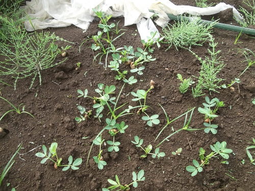 夏野菜の苗から.種まきに_b0137932_16145284.jpg