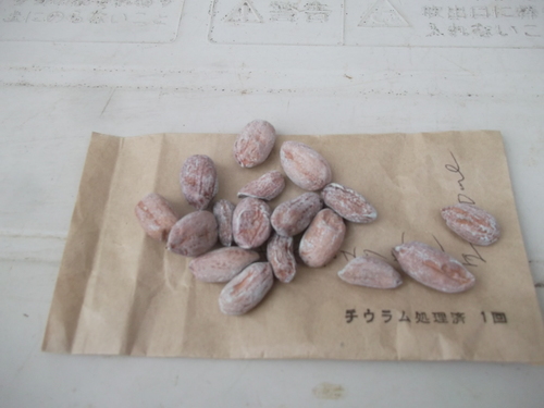夏野菜の苗から.種まきに_b0137932_16154154.jpg