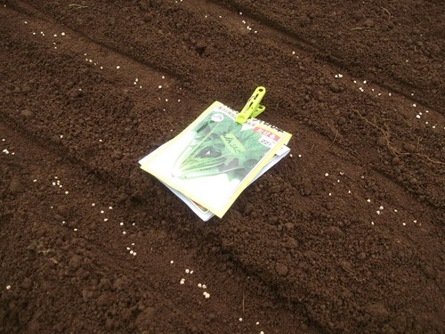 夏野菜の苗から.種まきに_b0137932_16164249.jpg