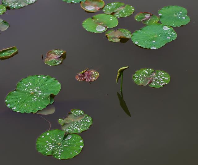 今朝の蓮華寺池公園_c0309734_10583543.jpg