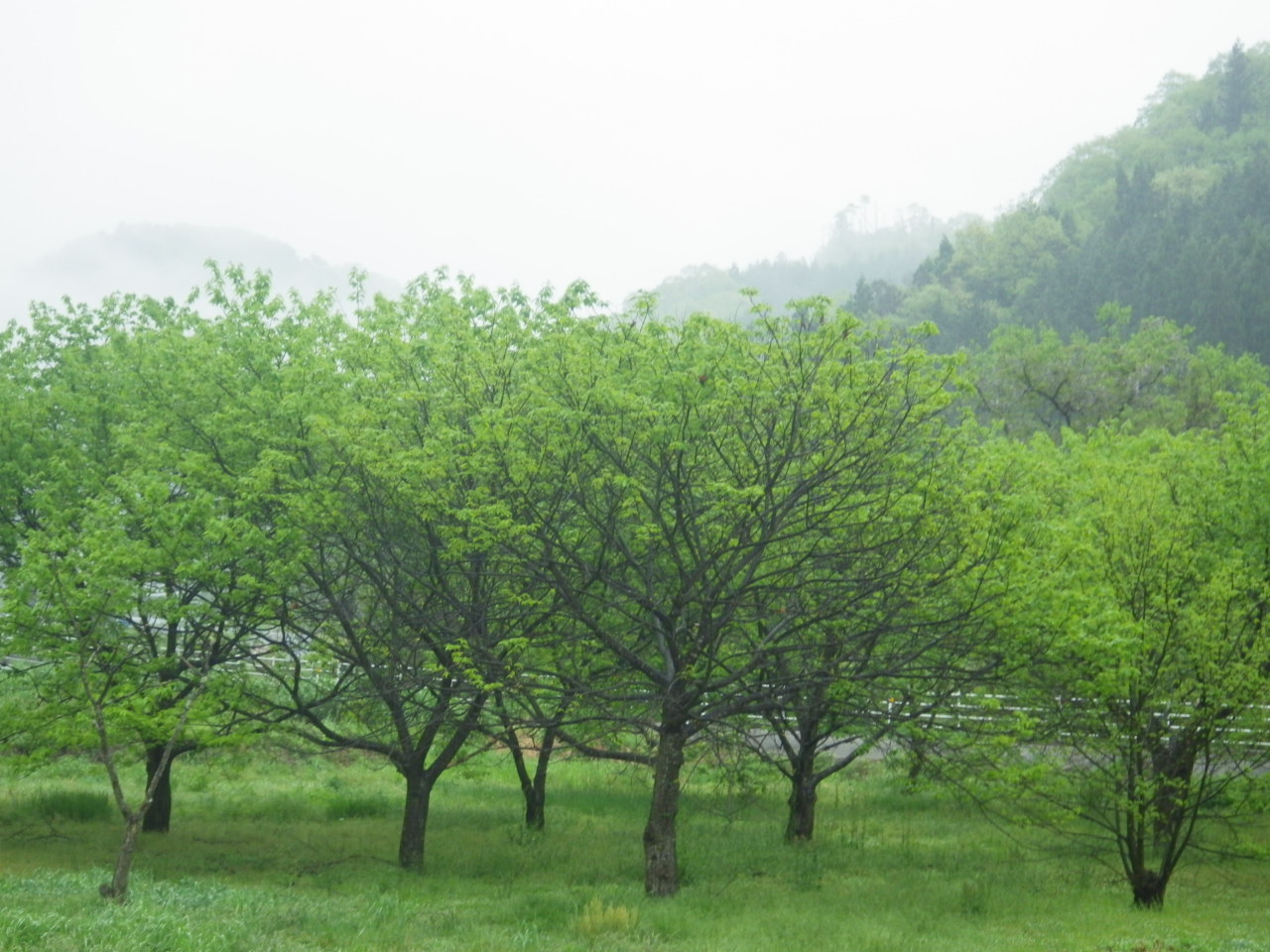 雨で喜ぶのは栗の木？。_c0300035_15243671.jpg