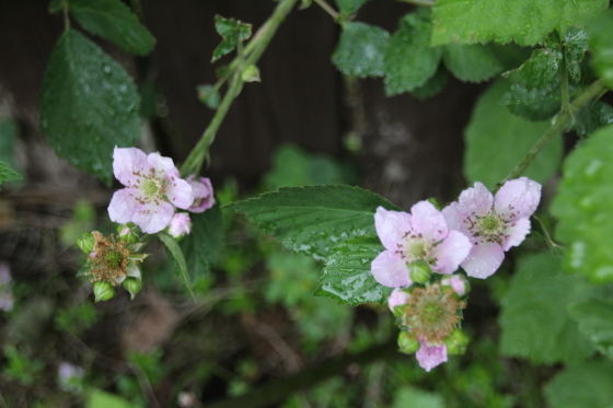 雨_b0132338_07323118.jpeg