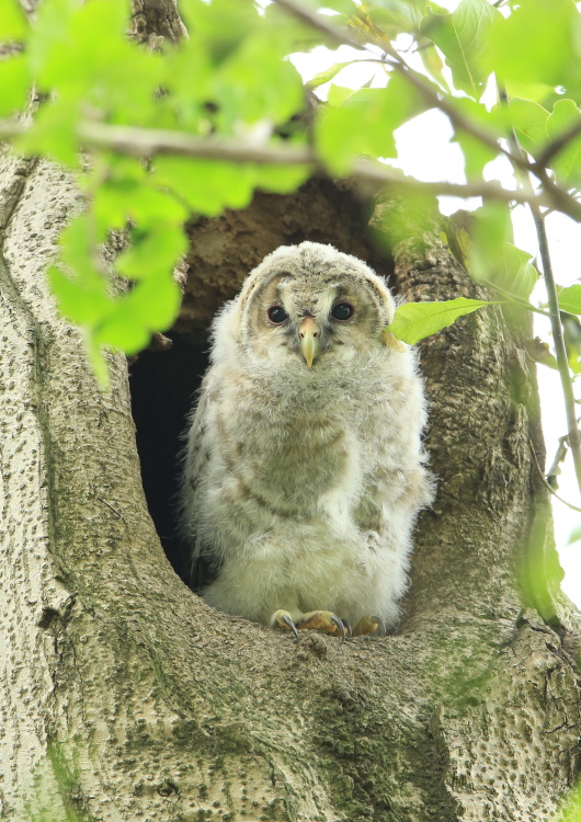 今年もフクロウの雛に_c0304040_23492321.jpg