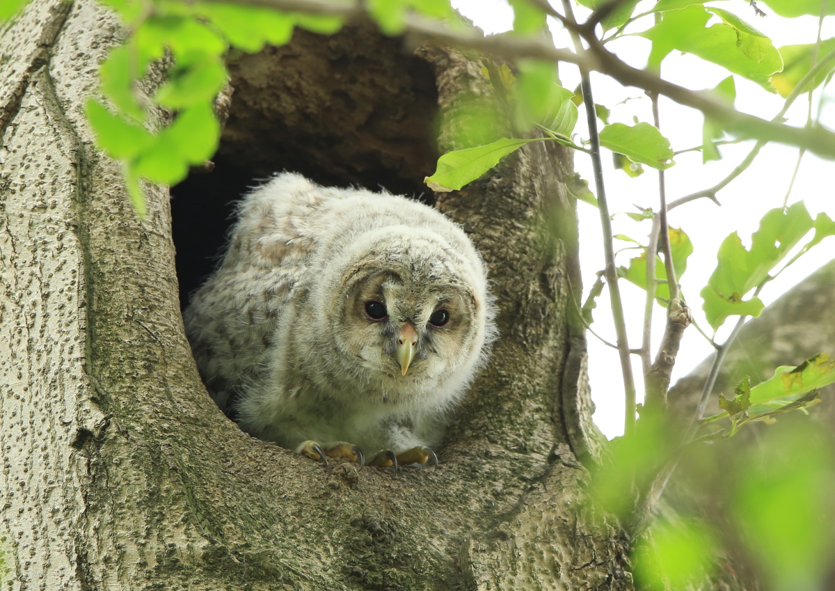 今年もフクロウの雛に_c0304040_23494125.jpg