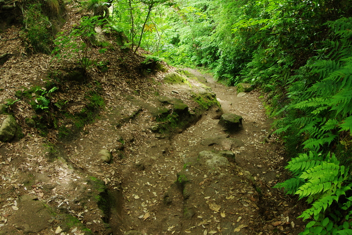 鎌倉古道の森と大地３_d0185744_18105246.jpg