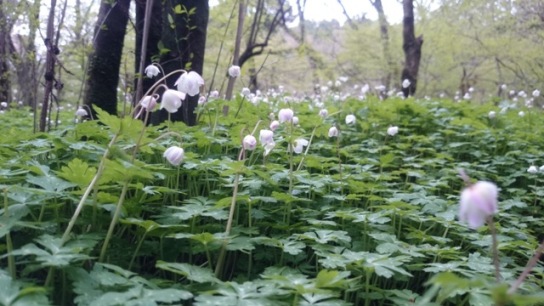 金剛山のニリンソウ♪・・・そろそろ_b0148050_2171085.jpg