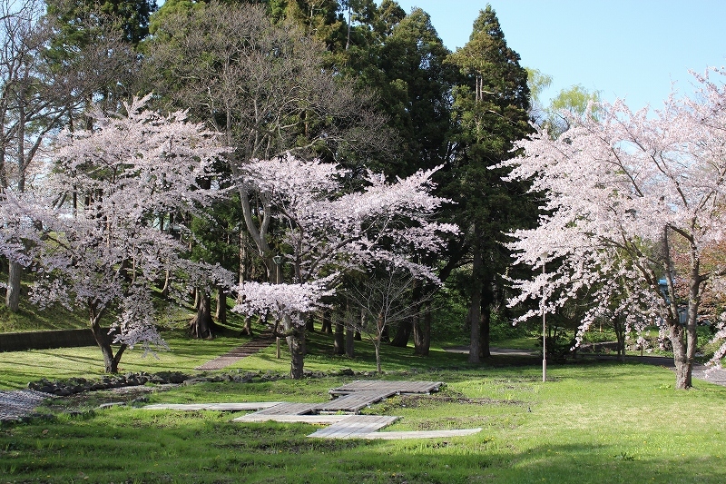 5月7日　青葉ケ丘公園の桜　2_b0250154_20422006.jpg