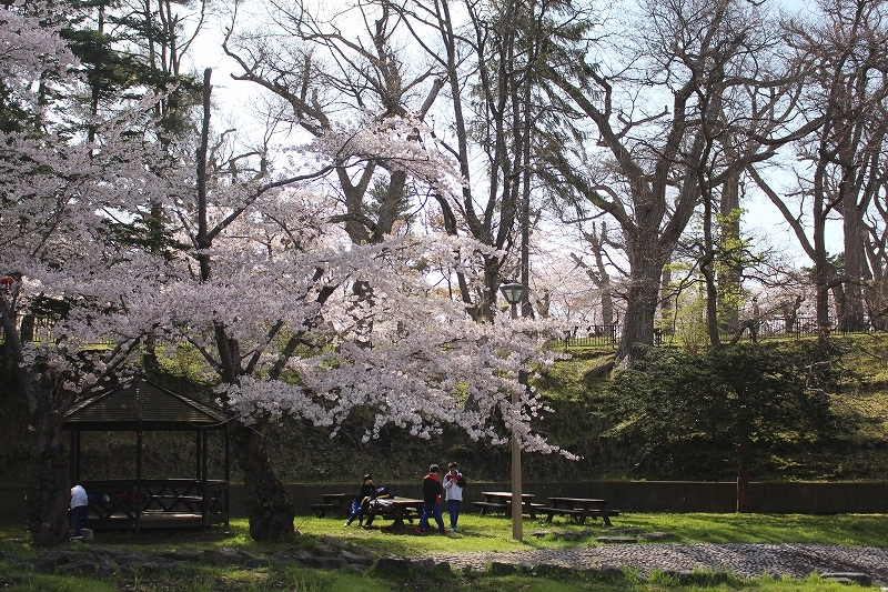 5月7日　青葉ケ丘公園の桜　2_b0250154_20433796.jpg