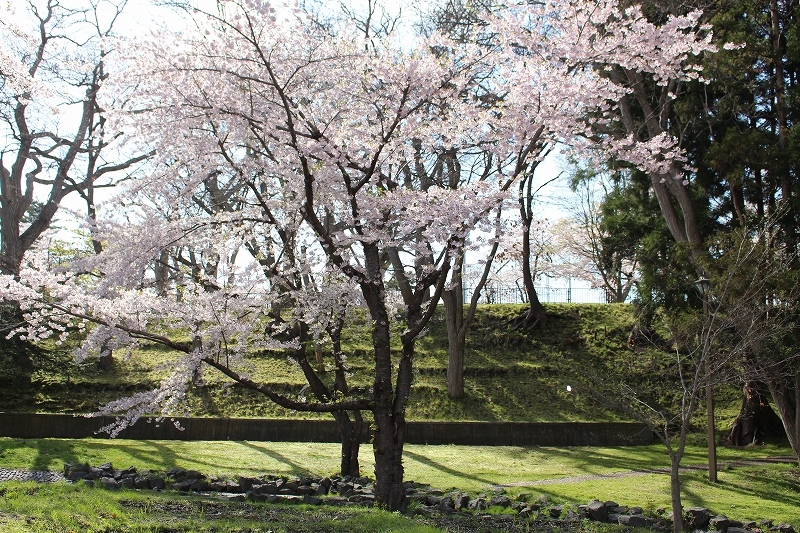 5月7日　青葉ケ丘公園の桜　2_b0250154_20440972.jpg