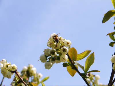 無農薬フレッシュブルーベリー　花から着果へ！交配はミツバチが頑張ってくれました！_a0254656_18431028.jpg