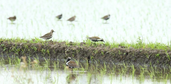 5月９日の野鳥/ムナグロ・カワセミ_d0350160_1855423.jpg