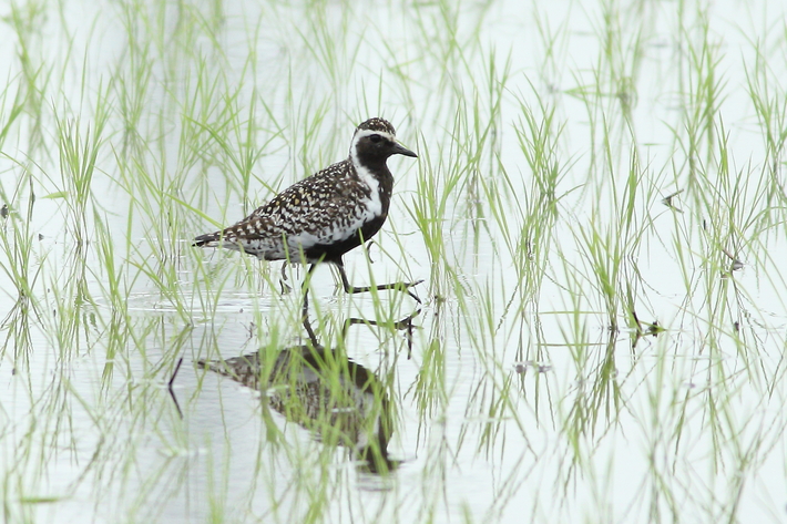 5月９日の野鳥/ムナグロ・カワセミ_d0350160_1858414.jpg