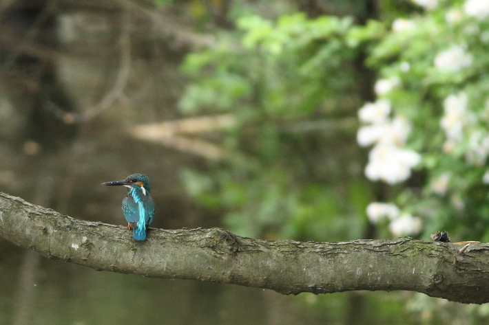 5月９日の野鳥/ムナグロ・カワセミ_d0350160_193759.jpg