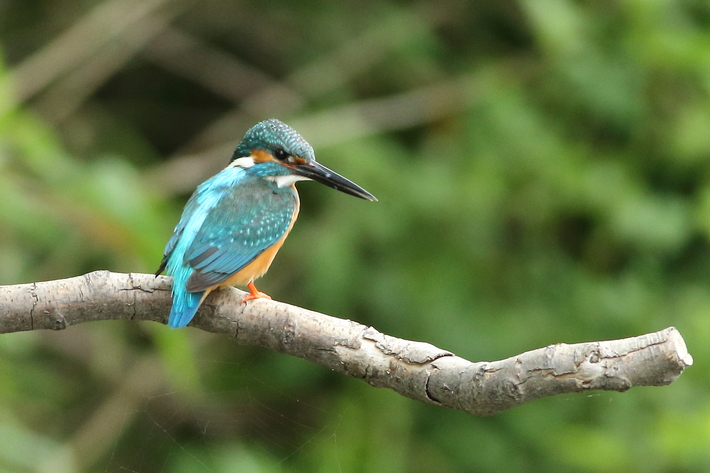 5月９日の野鳥/ムナグロ・カワセミ_d0350160_1972277.jpg