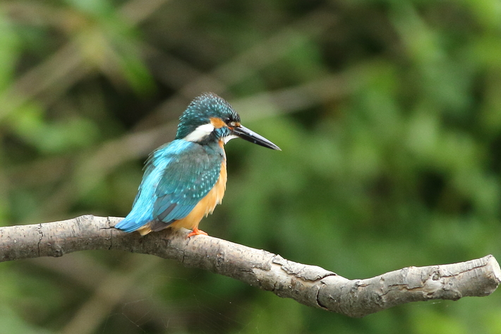 5月９日の野鳥/ムナグロ・カワセミ_d0350160_1973460.jpg