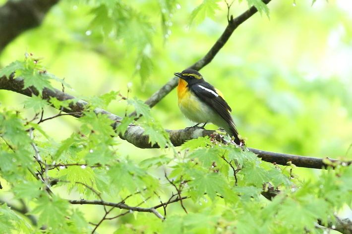 5月10日キビタキまつり　by富士の裾野_d0350160_2175592.jpg