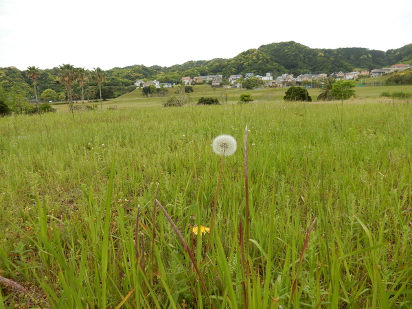 ’16,5,10(火)山が緑色に燃えている~!_f0060461_1095448.jpg