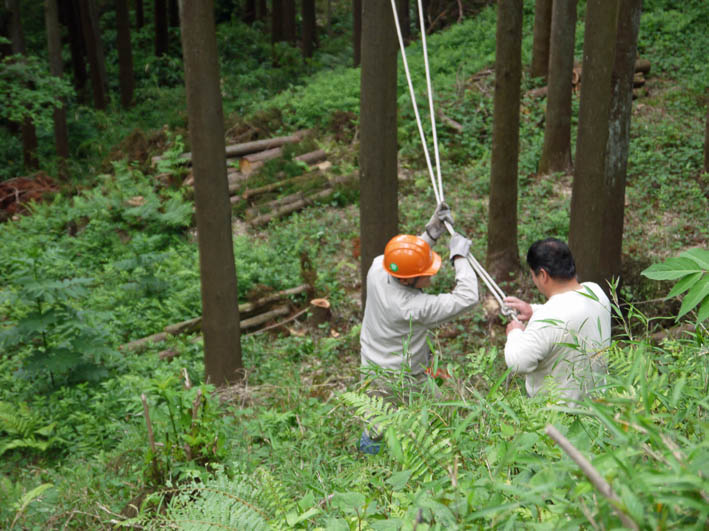 夫婦桜の枝ぶり見事！5・9六国見山森林公園臨時手入れ_c0014967_9224361.jpg