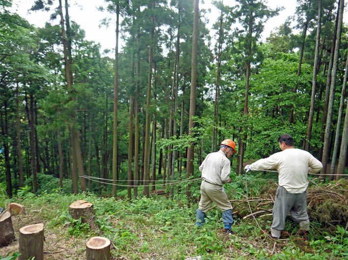 夫婦桜の枝ぶり見事！5・9六国見山森林公園臨時手入れ_c0014967_9225589.jpg
