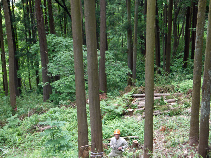 夫婦桜の枝ぶり見事！5・9六国見山森林公園臨時手入れ_c0014967_922752.jpg