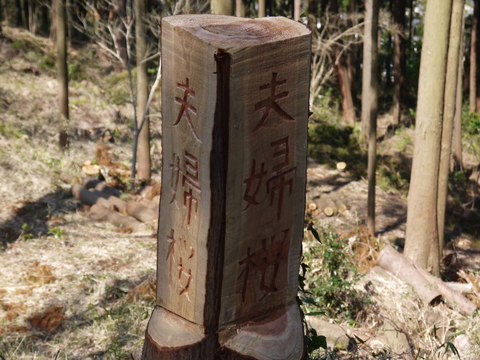 夫婦桜の枝ぶり見事！5・9六国見山森林公園臨時手入れ_c0014967_923222.jpg